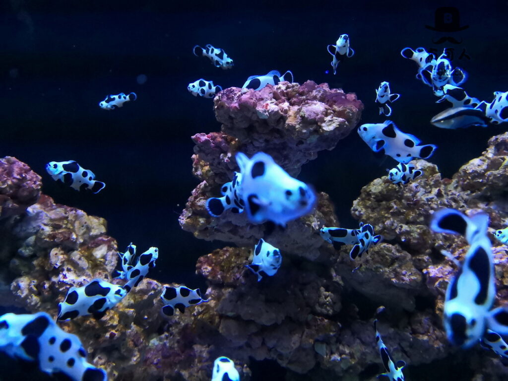 黑白斑點小丑魚