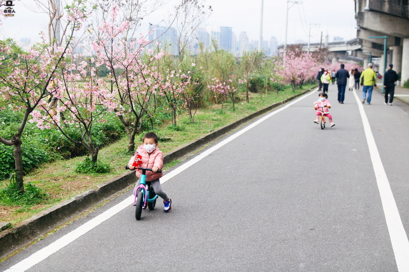 左岸自行車道櫻花