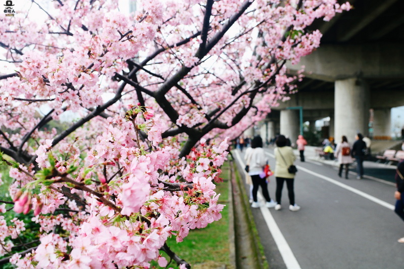 左岸自行車道櫻花