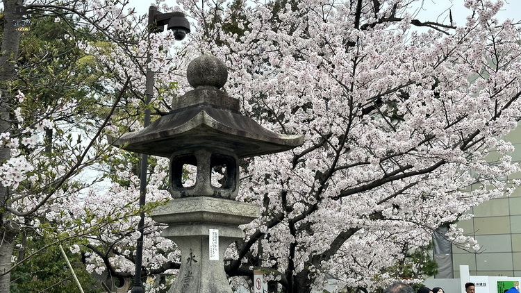 石燈籠與櫻花