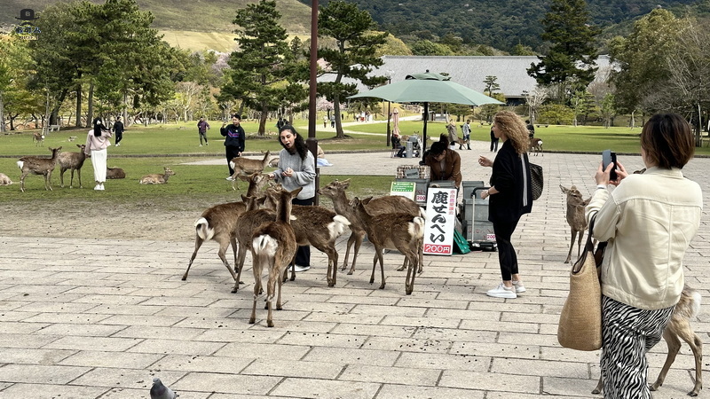 奈良公園 梅花鹿
