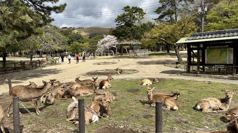 奈良公園 梅花鹿